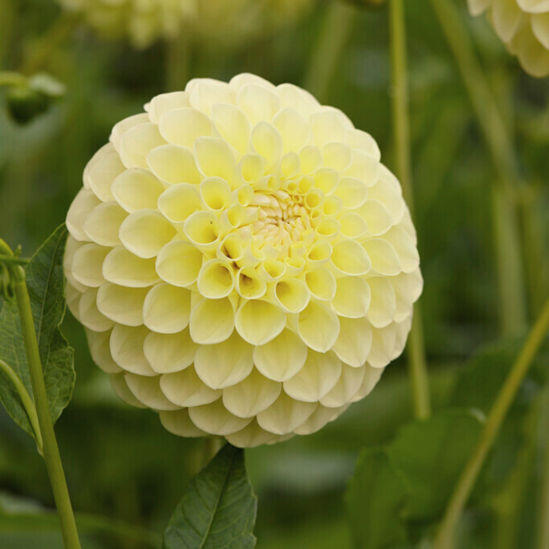 Jowey Martina Dahlia